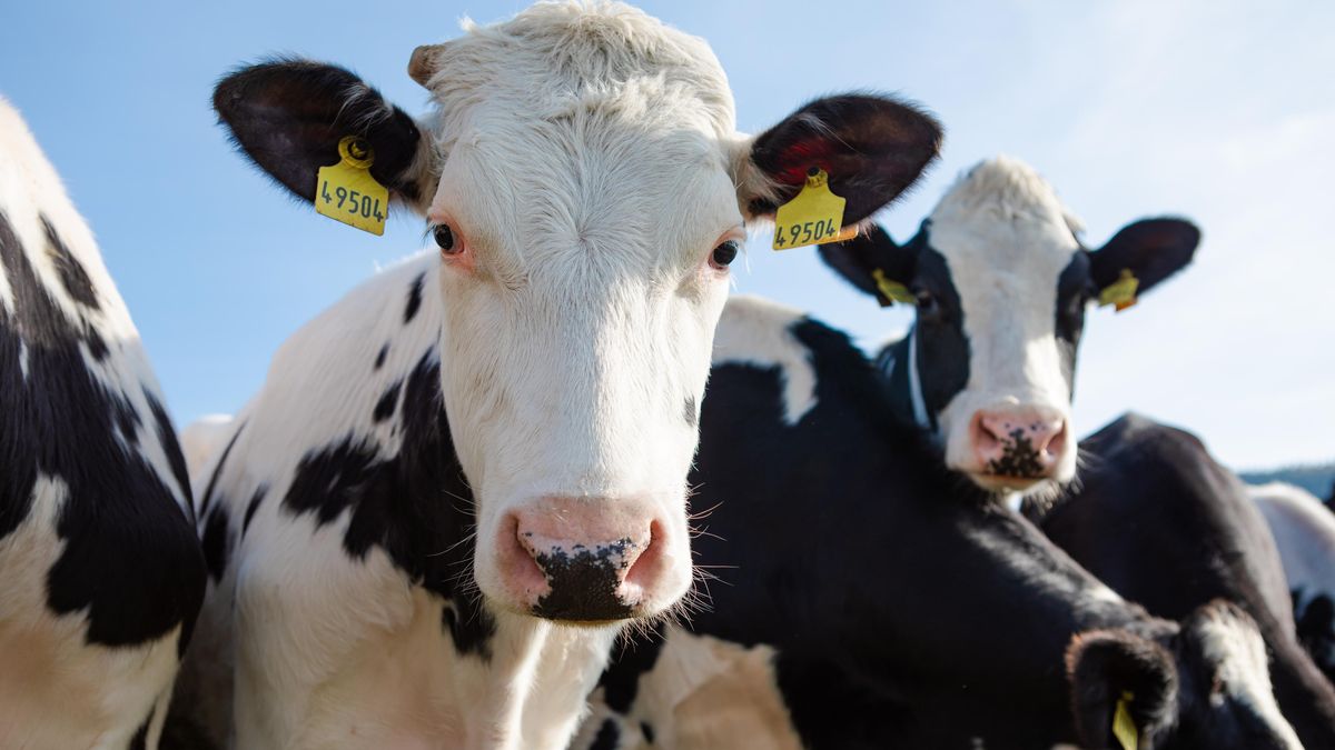 Uzavřete část hranice, požadují farmáři. Není to nutné, tvrdí politici