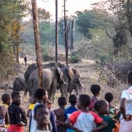 V roce 2024 sloni ve městě Livingstone zabili nejméně jedenáct lidí. O bezpečnost lidí a slonů se stará tříčlenná skupina dobrovolníků Elephant Response Team. Ačkoli je tato práce náročná a nebezpečná, členy týmu motivuje láska ke své komunitě i slonům.

(Obyvatelé na předměstí Livingstonu sledují stádo slonů. Livingstone, Zambie, 31. srpna 2024.)