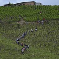 Bez souhlasu povstalců sem nikdo nevstoupí. Běžné doklady tu jsou bezcenné a výroba kokainu je nejen tolerována, ale dokonce podporována. Údolí Micay Canyon se proměnilo v samozvaný mikrostát, kde vládnou gerily bojující s kolumbijskou armádou, ale i navzájem. Rolníci mezi nimi trpí a stát se o ně nestará.

(Místní lidé kráčejí k vojenské základně, aby donutili vojáky odejít, El Plateado, 8. března 2025.)