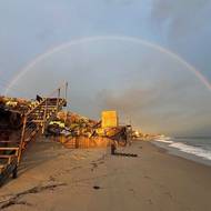 A pro Los Angeles charakteristické palmy, které ale při požáru vzplanou jako římské svíce, by mohly nahradit původní, ohnivzdorné druhy stromů. (Malibu, 6. března)
