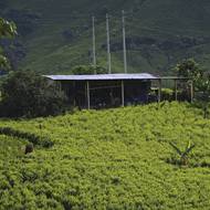 Kolumbie je největším světovým producentem kokainu, kterou gangy vyvážejí nejvíce do Spojených států a Evropy.

(Na snímku je kokainová laboratoř uprostřed plantáže koky v údolí Micay, 9. března.)