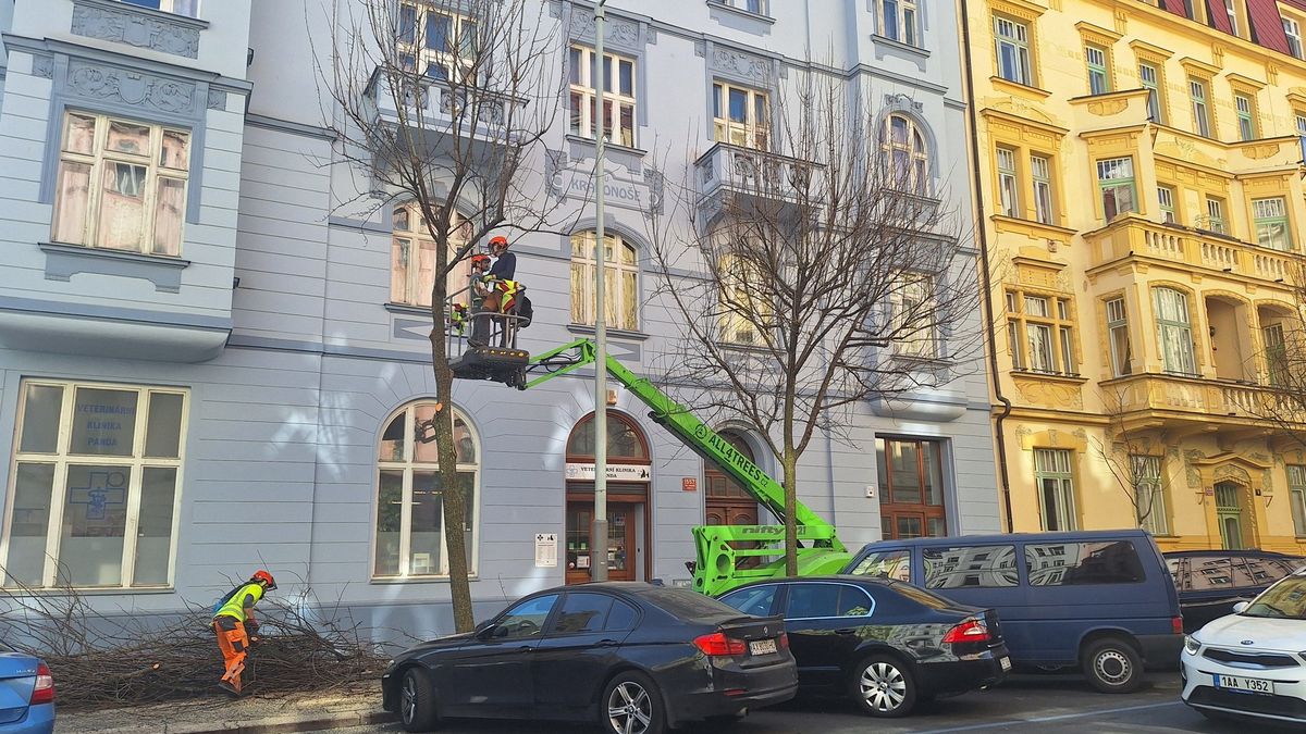Každý šestý strom na odpis. Praha čelí tvrdým dopadům klimatické změny