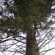 Na území jsou rovněž pozůstatky jedinečného jedlično-bukového lesa.