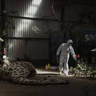 Jihoafrická republika se potýká s akutní pytláckou krizí - podle Mezinárodní nadace pro nosorožce bylo od roku 2007 zabito více než 10 000 těchto zvířat. Přesto bylo podle vládních údajů například v roce 2023 odsouzeno pouze 36 případů, byť pytláci odstřelili téměř 500 těchto nosorožců.