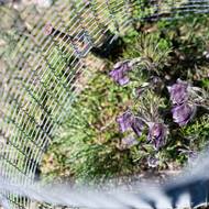 Místní botanici jej chrání pletivem.