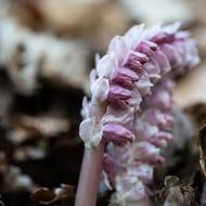 Z pod suchého loňského listí vykukuje Podbílek šupinatý.