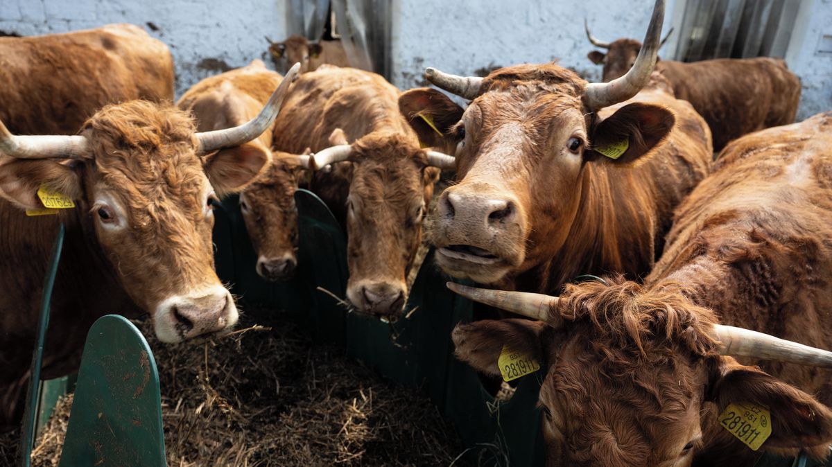 „Spálí i nás.“ Masakrování stád zpolitizovalo sibiřské farmáře