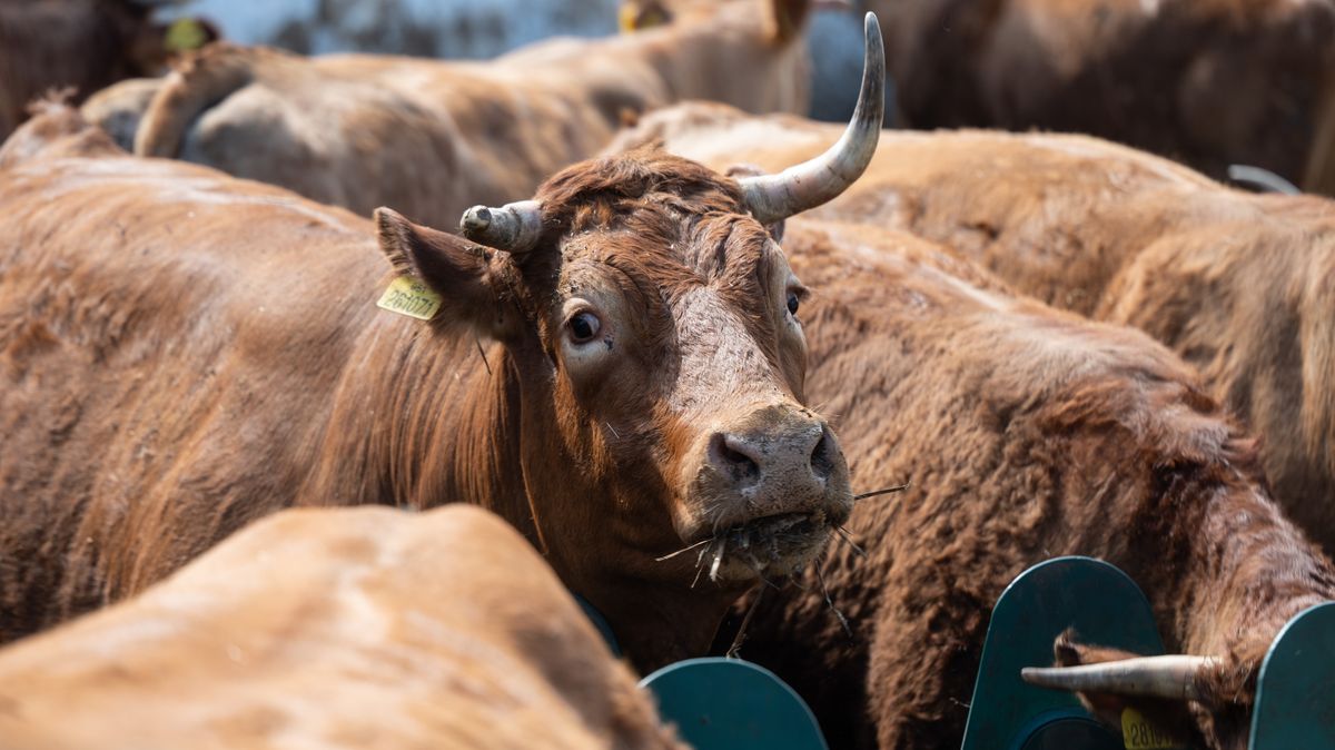 Veterinární správa od neděle ruší zákaz dovozu zvířat z Maďarska a Slovenska