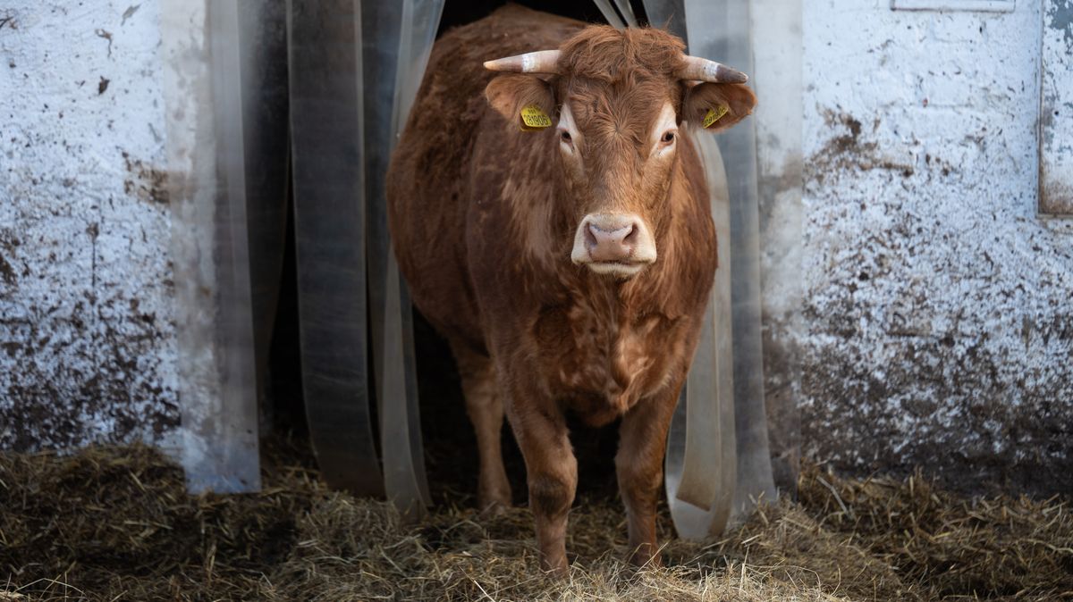 Farmáři nedodržují nařízení, Slovensko zpřísní kontroly kvůli slintavce