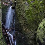 Kaňon Kolenského potoka je bohatý na vzácnou květenu.