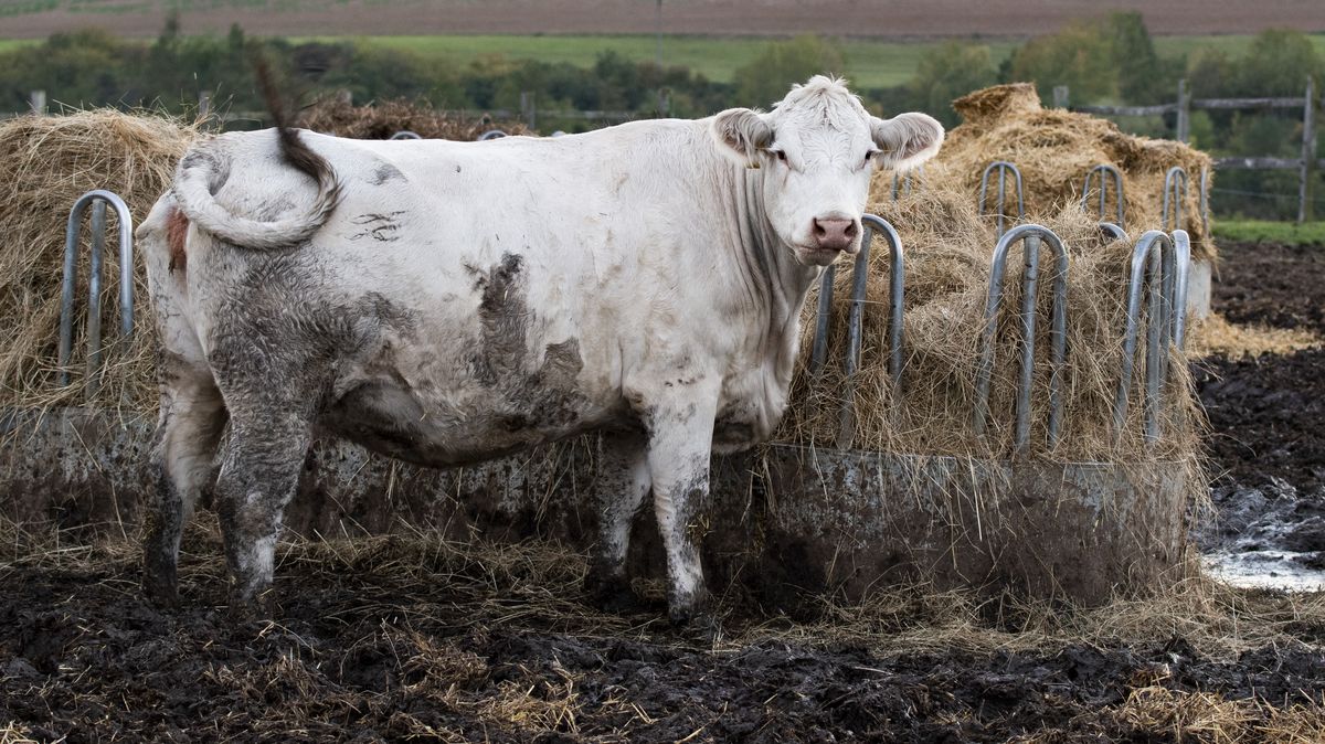 Naředěná kejda na Znojemsku se dostala do národního parku Podyjí