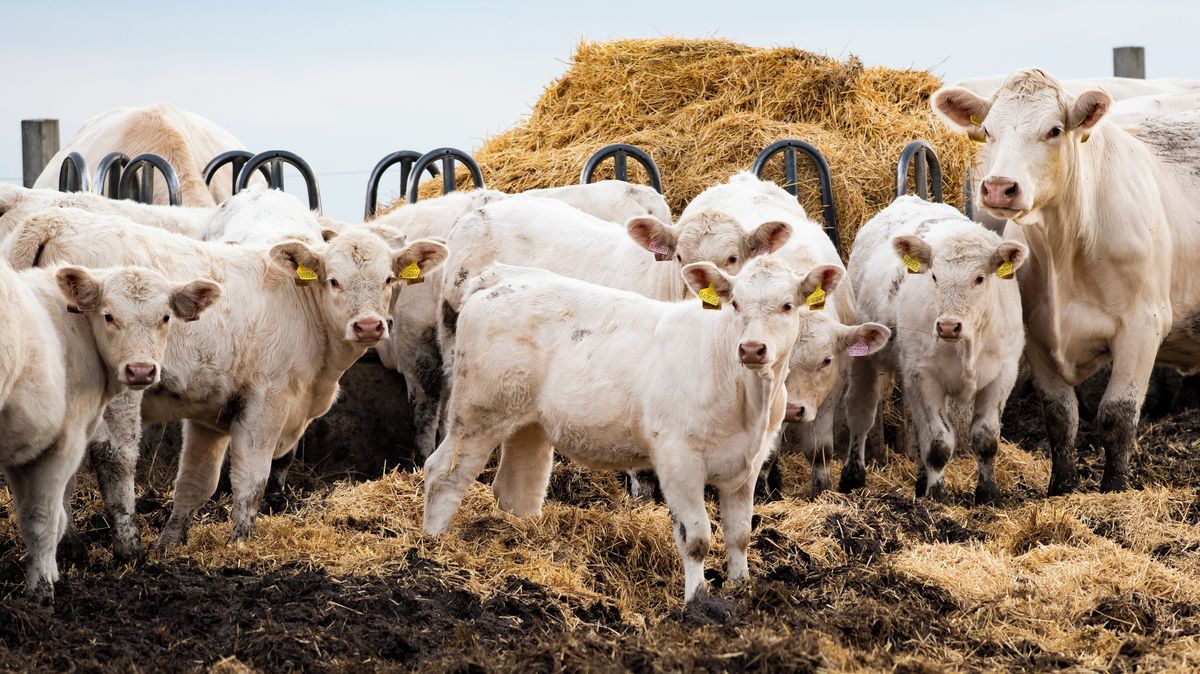 Babiš brojí proti týrání zvířat, stát ale plánuje u veterinární správy škrty