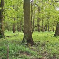 Žijí tu chránění brouci, hnízdí orli a do nebe se pnou obří staleté duby.