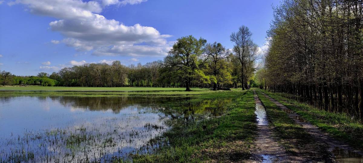 CHKO Soutok zahrnuje největší plochu lužních lesů ve střední Evropě.