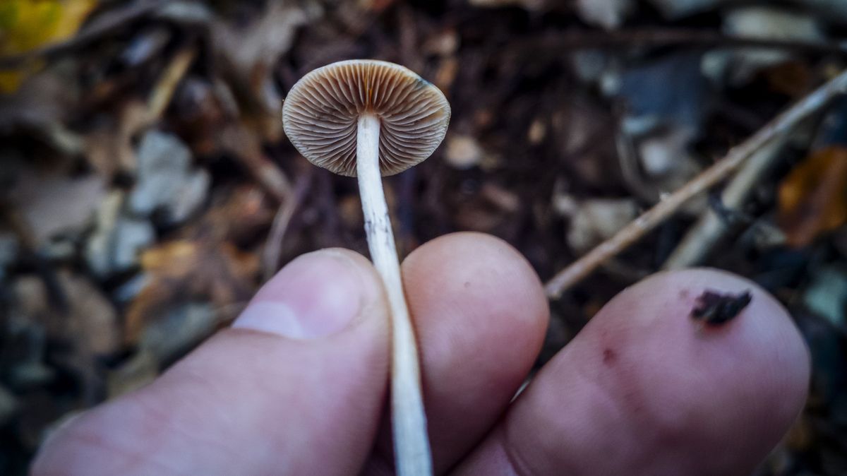 Benda hodlá legalizovat lék z lysohlávek. Poslankyně chtějí i „šlehárny“ drog
