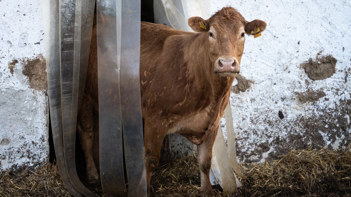 Slovensko obnoví kvůli nákaze kontroly na hranicích s Maďarskem a Rakouskem