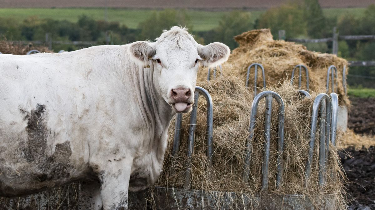 Všechny testy mléka na slintavku jsou negativní, zbývá vyšetřit jednu farmu