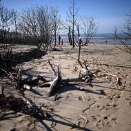 Na snímku u 4. února 2025 lidé procházejí kolem vyvrácených stromů poté, co nedávné sezonní bouře zasáhly pobřeží a způsobily jeho pokles o několik metrů. (Pláž L'Embellie v La Tremblade na jihozápadě Francie.)