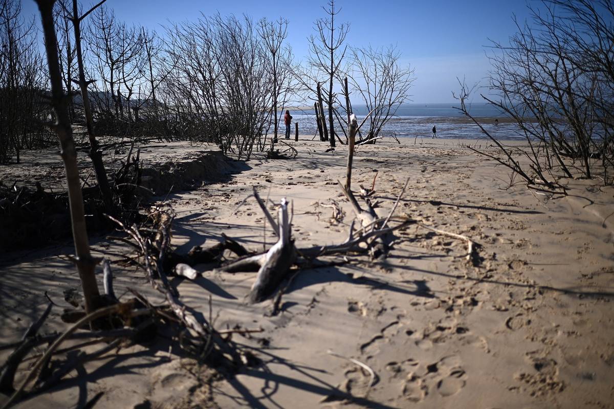 Na snímku u 4. února 2025 lidé procházejí kolem vyvrácených stromů poté, co nedávné sezonní bouře zasáhly pobřeží a způsobily jeho pokles o několik metrů. (Pláž L'Embellie v La Tremblade na jihozápadě Francie.)