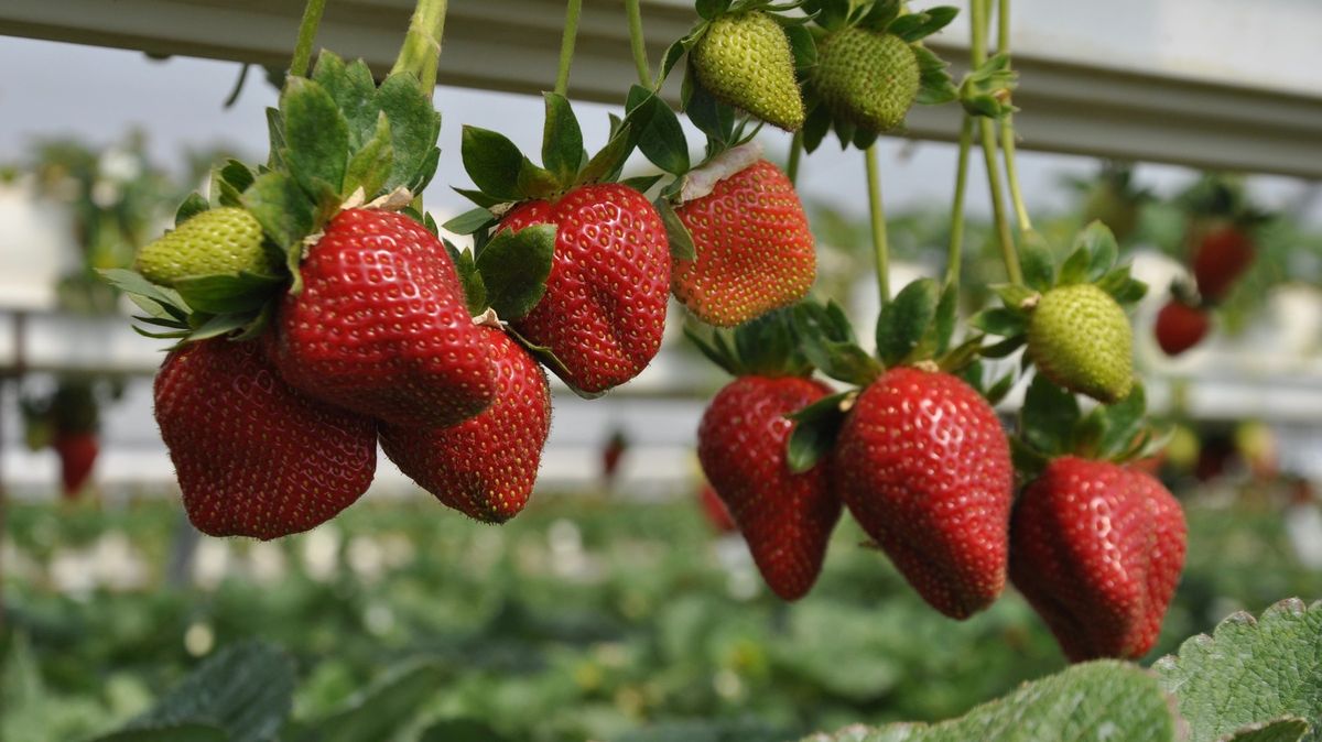 Samosběr jahod startuje. České mají lepší chuť a koupíte je do listopadu