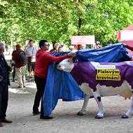 Kandidát SOCDEM Lubomír Zaorálek pozoroval odhalení fialové krávy s heslem: Nevěřte Fialovým kravinám.