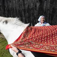 V usedlostech se již připravují koně.