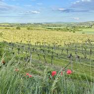 Vinice kolem Mikulova.