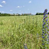 Tam má vyrůst 300 bytů a 60 řadových domů.
