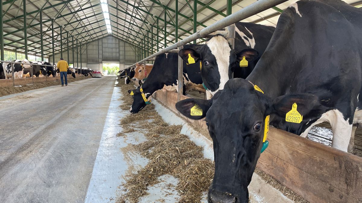 Mléko je až moc levné, stěžují si zemědělci. Ministr se jim chystá pomoct