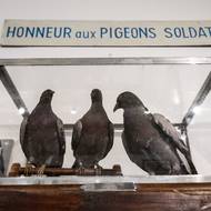 I když představovali spíše druhotné komunikační prostředky, někdy dosáhli poštovní holubi významných úspěchů - jako například Gustav, první holub, který 6. června 1944 přinesl zprávu o úspěchu vylodění v Normandii.

(Vycpaní vojenští holubi jsou vystaveni ve vojenském muzeu holubů v Mont-Valerien v Suresne u Paříže, 1. července.)