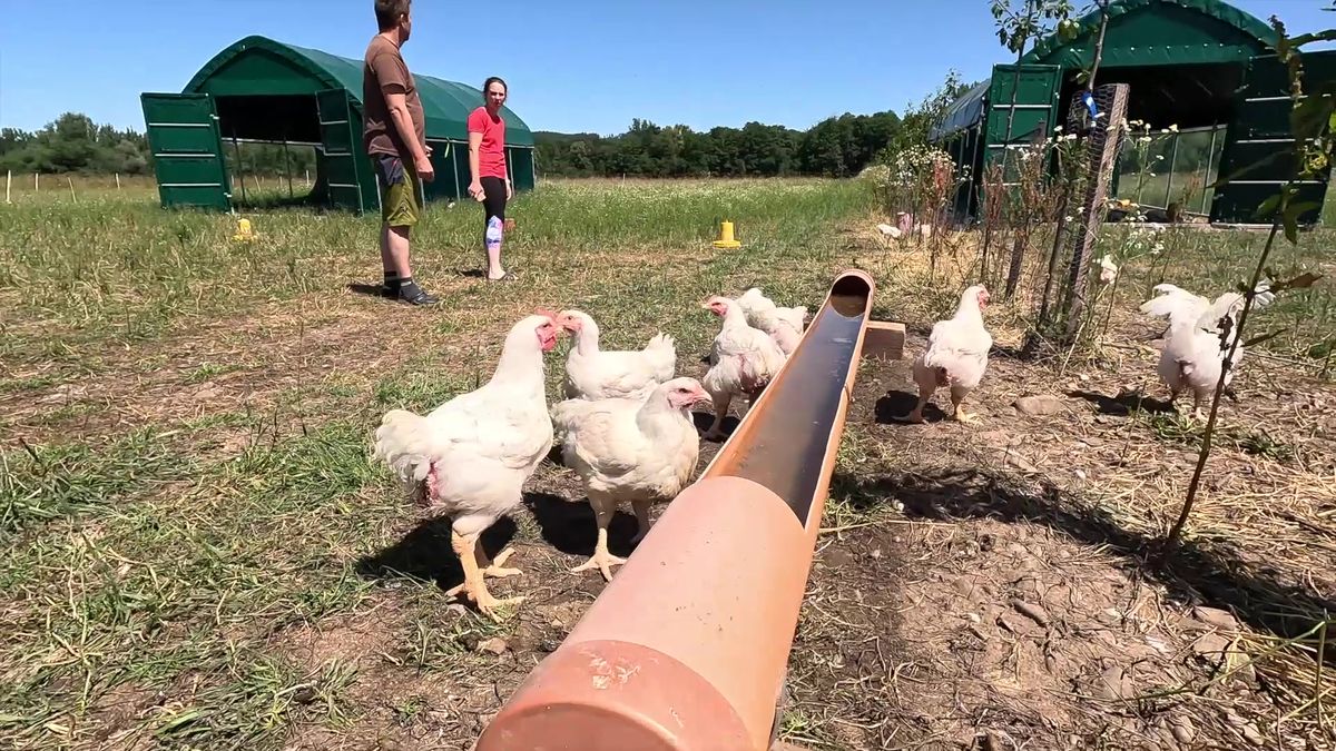 Život na farmě roku. Kuřata žijí dvakrát déle a stěhují se jako krávy