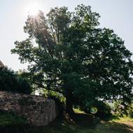 Vedle kostela sv. Petra a Pavla v Dubanech roste 400 let starý Kostelní dub.