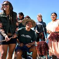 Dobrovolníci ze sdružení Korero O Te Orau tímto způsobem každý rok odstraní tisíce hvězdic. Teina Rongo se do tohoto sisyfovského úkolu zapojil poté, co Cookovy ostrovy zažily první velké zamoření hvězdicemi v 90. letech 20. století. „Tehdy jsme ale reagovali příliš pozdě a hvězdice se dál šířily a ničily útes,“ řekl agentuře AFP.