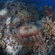 „Vstřikujeme do nich ocet, limetkovou šťávu nebo hovězí žluč“, uvedl s tím, že jiní „vyvíjejí chemické pasti“. „Je to všechno velmi slibné, ale tyto techniky jsou stále ve fázi vývoje,“ podotkl Uthicke.