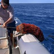 „Postupem času jsme je vylepšili a provedli jsme několik úprav, abychom se vyhnuli požahání od hvězdic, které je velmi bolestivé,“ řekl.