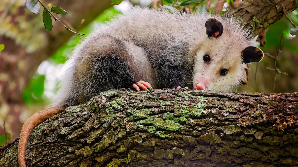 „Šťastná náhoda“. Vědci v Amazonii zachytili spolupráci vačice a ocelota