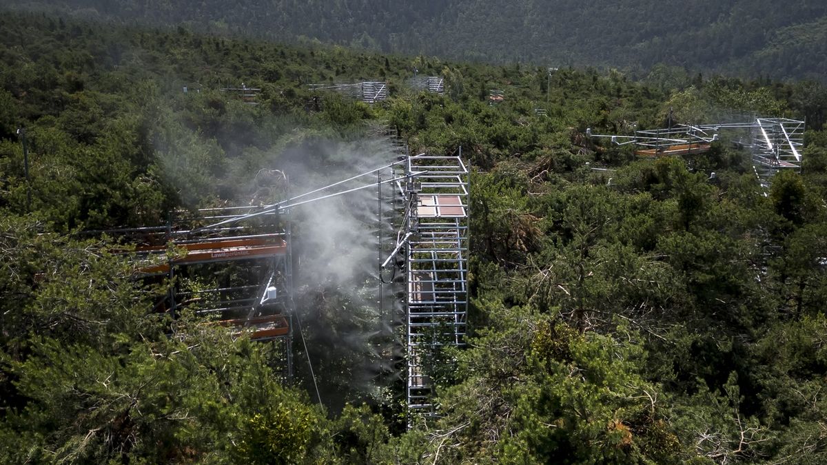 Fotky: Alpské borovice vymírají. Zachránit je může mlžný experiment