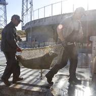 Tuleni jsou chováni na specializovaném místě v litevském přístavu Klaipeda. Podle tamních odborníků přežije ve volné přírodě pouze pět procent mláďat. Ledová pokrývka v Baltském moři je v důsledku klimatických změn stále vzácnější, což tuleně připravuje o útočiště, kde by mohli vychovávat svá mláďata.