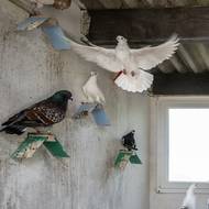 Poštovní holubi umístění ve vojenské pevnosti už nemusí působit jako vojenští kurýři. Rozvoj technologií už předstihl tyto posly a jejich přirozenou GPS a bystré smysly, díky kterým se dokážou vrátit do holubníku, kde je vycvičili.