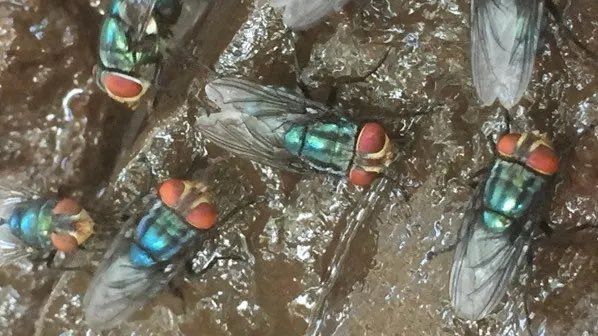 USA plánují z letadel vypustit miliony much na záchranu dobytka