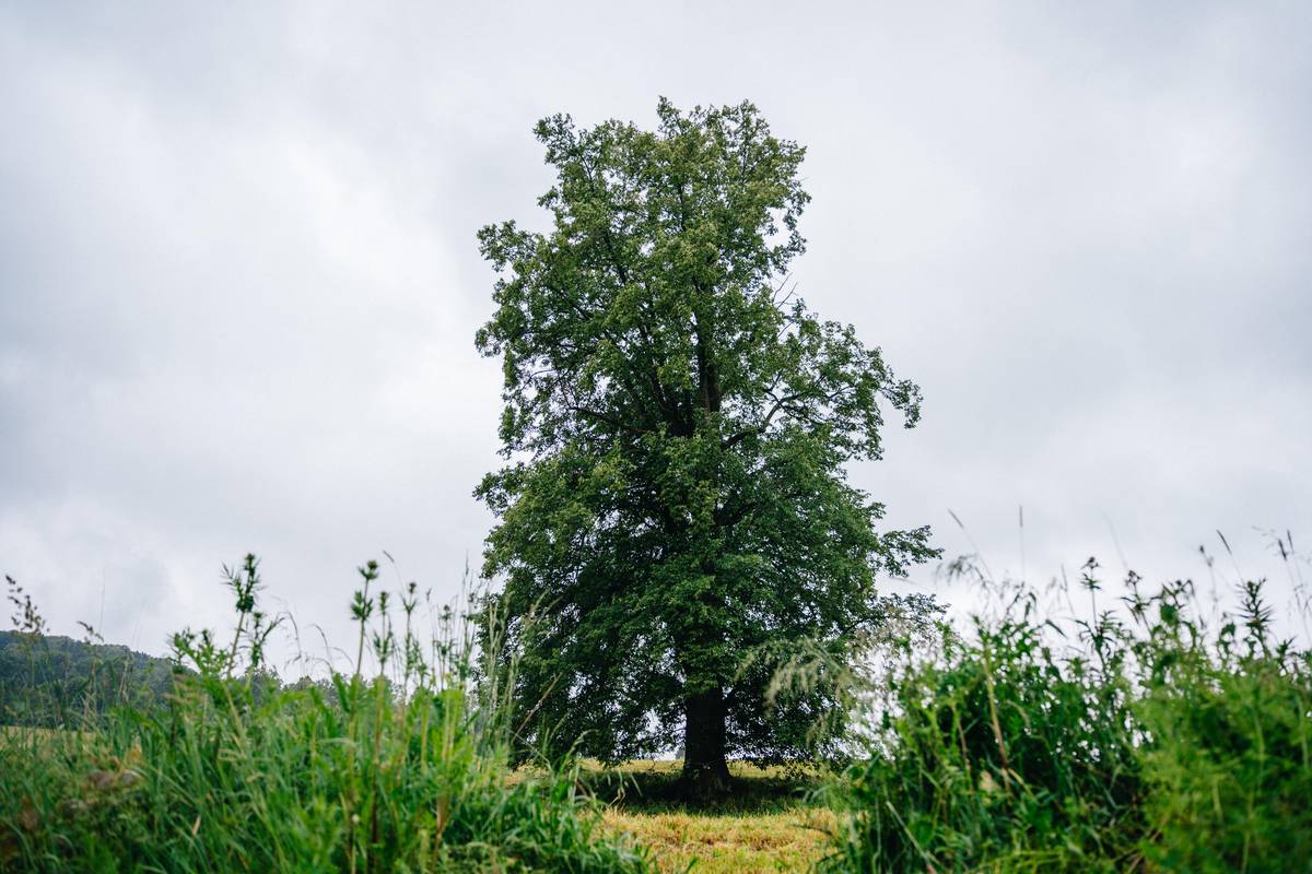 Více než stoletá Lípa Poustevník se nachází nad Dětřichovem u Jeseníků.