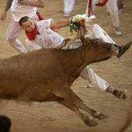 Účastníka sráží býk v aréně po prvním „encierro“ (běhu s býky) v Pamploně na severu Španělska, 7. července.