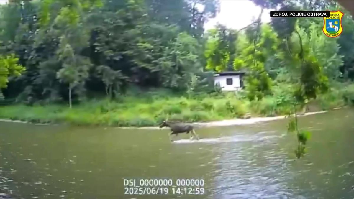 Los dál putuje Českem. Nepřibližujte se k němu, může zaútočit, varují ochránci