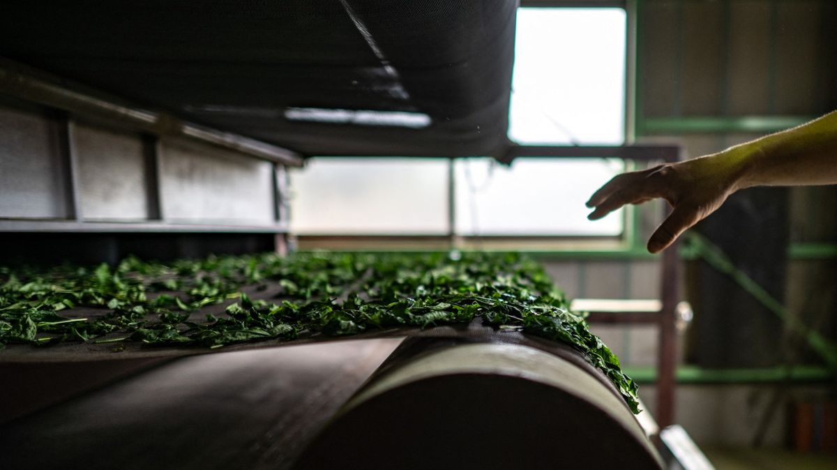 Fotky: Vypukla celosvětová matchamánie. Japonští farmáři nestíhají
