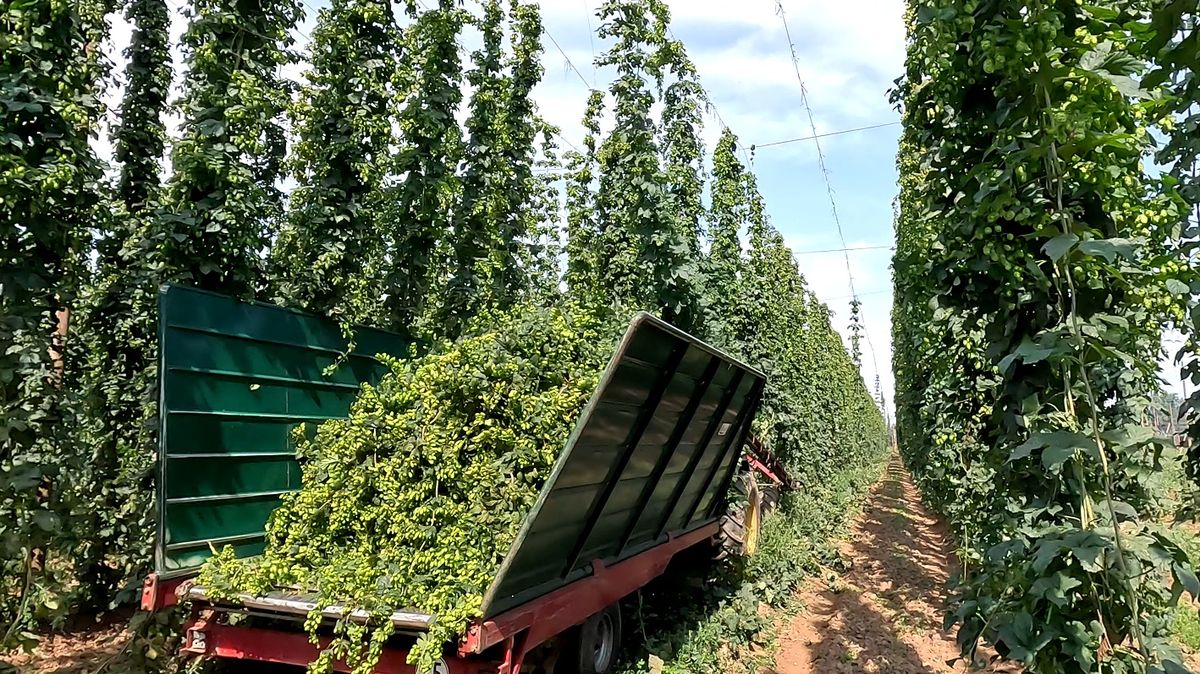 Suchý srpen vymazal naděje na vyšší úrodu chmele