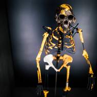 Odlitek Lucy, které bylo možné sestavit díky mimořádně dobrému stavu, kdy se zachovalo až 25 procent celé kostry. 