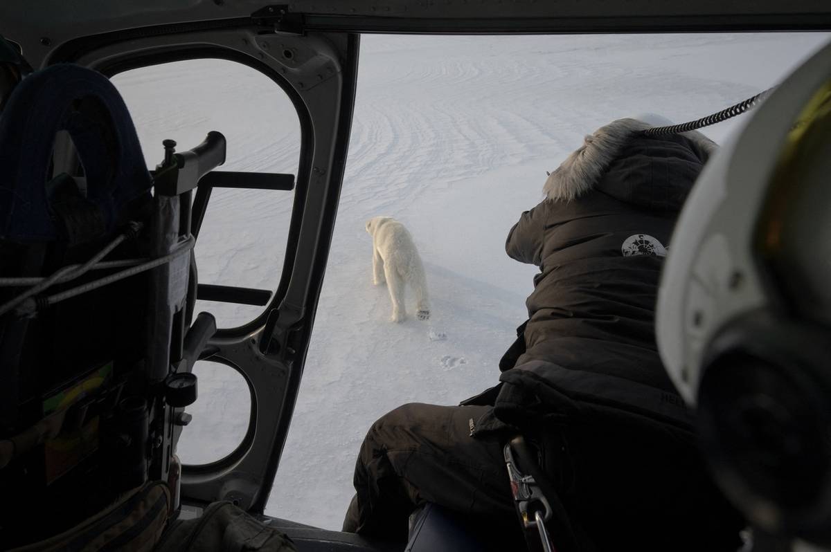 Posledních čtyřicet let sledují odborníci z Norského polárního institutu (NPI) zdraví a pohyb ledních medvědů na Špicberkách, které leží na půli cesty mezi Norskem a severním pólem.