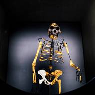 Podle stavby těla uzpůsobeného vzpřímené chůzi i šplhání po stromech musela žít v pestrém prostředí lesů a savan. 