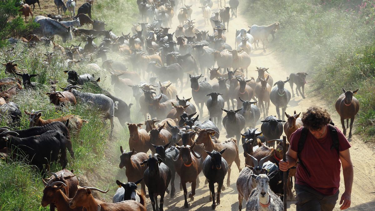 Fotky: Hladové kozy pomáhají hasičům ve Španělsku