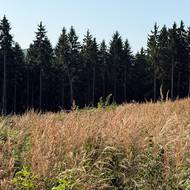 Louky a smrkové monokultury…